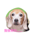 beagle nemeina ＆ blackmi 1（個別スタンプ：2）