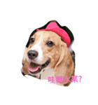 beagle nemeina ＆ blackmi 1（個別スタンプ：3）