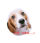 beagle nemeina ＆ blackmi 1（個別スタンプ：5）