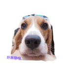 beagle nemeina ＆ blackmi 1（個別スタンプ：6）
