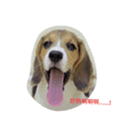 beagle nemeina ＆ blackmi 1（個別スタンプ：7）