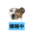 ジャック と モコ（個別スタンプ：2）
