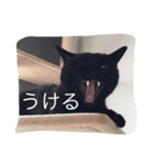 ちゃちゃぽこちゃんちゃん（個別スタンプ：2）