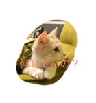ちゃちゃぽこちゃんちゃん（個別スタンプ：4）