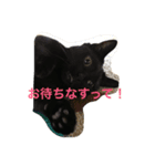 ちゃちゃぽこちゃんちゃん（個別スタンプ：6）