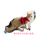 ありがとう シリーズ（個別スタンプ：1）