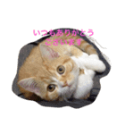 ありがとう シリーズ（個別スタンプ：2）