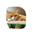 ありがとう シリーズ（個別スタンプ：6）