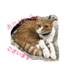 ありがとう シリーズ（個別スタンプ：7）