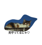 猫のミッケ（個別スタンプ：2）