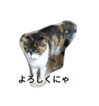 猫のミッケ（個別スタンプ：3）