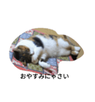 猫のミッケ（個別スタンプ：5）