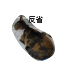 猫のミッケ（個別スタンプ：6）