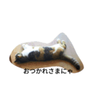 猫のミッケ（個別スタンプ：8）