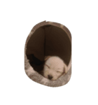 Nicky CCC（個別スタンプ：5）