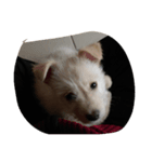 Nicky CCC（個別スタンプ：6）