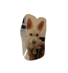 Nicky CCC（個別スタンプ：8）