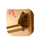 ちゃたろうスタンプ（個別スタンプ：4）