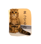 ちゃたろうスタンプ（個別スタンプ：5）