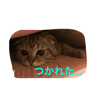 ちゃたろうスタンプ（個別スタンプ：7）