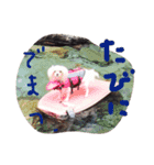 mameshan2（個別スタンプ：1）