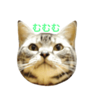 愛猫です。（個別スタンプ：1）