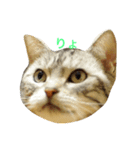 愛猫です。（個別スタンプ：2）