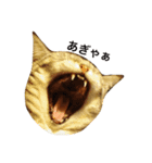 愛猫です。（個別スタンプ：3）