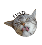 愛猫です。（個別スタンプ：4）