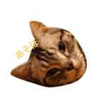 愛猫です。（個別スタンプ：5）