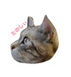 愛猫です。（個別スタンプ：6）