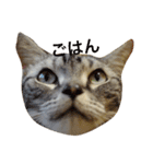 愛猫です。（個別スタンプ：7）