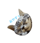愛猫です。（個別スタンプ：8）