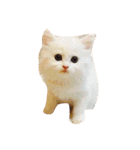 onibaby（個別スタンプ：17）