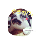 ベルン_うさぎ（個別スタンプ：3）