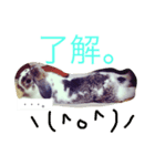 ベルン_うさぎ（個別スタンプ：4）
