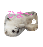 うちのさくらんぼ（個別スタンプ：1）