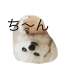 うちのさくらんぼ（個別スタンプ：4）