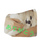 うちのさくらんぼ（個別スタンプ：8）