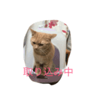 きなこ823（個別スタンプ：1）