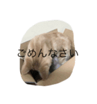 きなこ823（個別スタンプ：5）