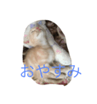 きなこ823（個別スタンプ：6）
