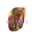 きなこ823（個別スタンプ：8）