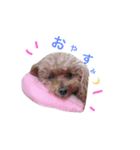 愛犬もこさん（個別スタンプ：1）