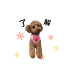 愛犬もこさん（個別スタンプ：2）