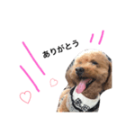 愛犬もこさん（個別スタンプ：5）