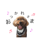 愛犬もこさん（個別スタンプ：6）