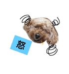 愛犬もこさん（個別スタンプ：7）