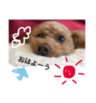 愛犬もこさん（個別スタンプ：8）