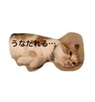 吾輩はニャンコ2（家猫リコピンの日常）（個別スタンプ：1）
